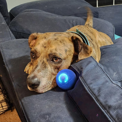 Chewie – The Ultimate Bouncing Ball